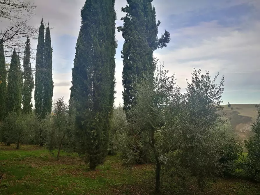 Immagine 23 di Casa colonica in vendita  a Volterra