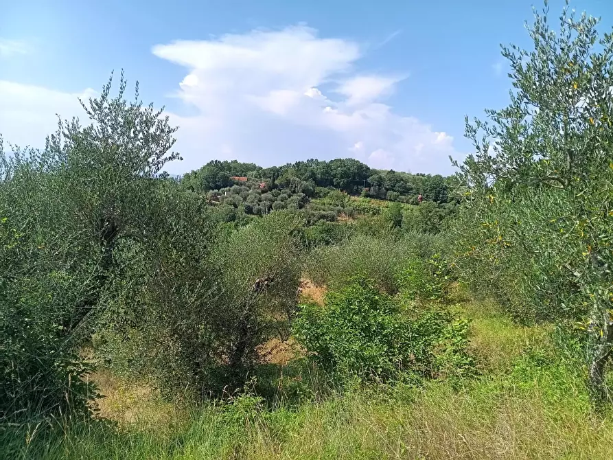 Immagine 1 di Terreno agricolo in vendita  a Pontedera