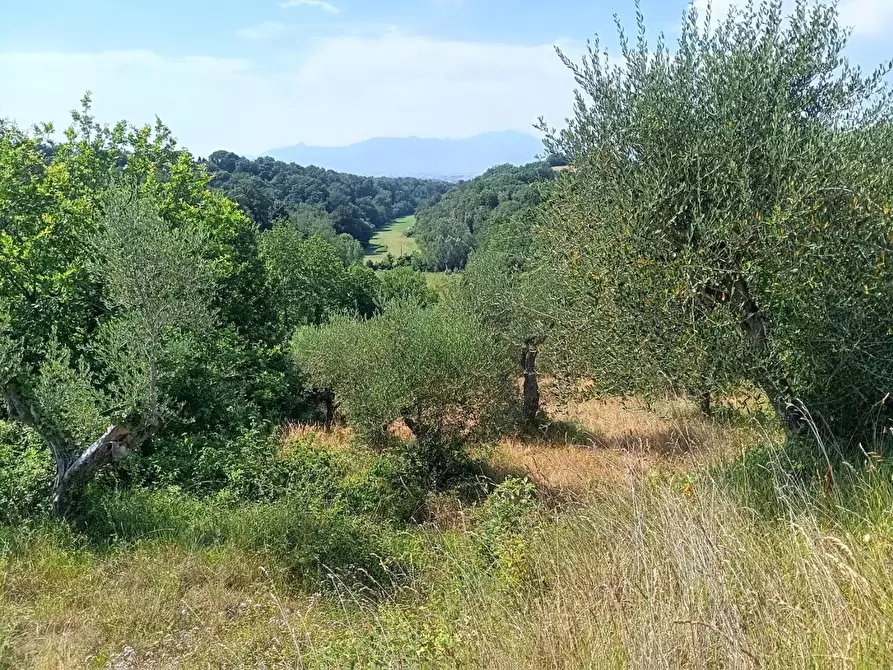 Immagine 6 di Terreno agricolo in vendita  a Pontedera