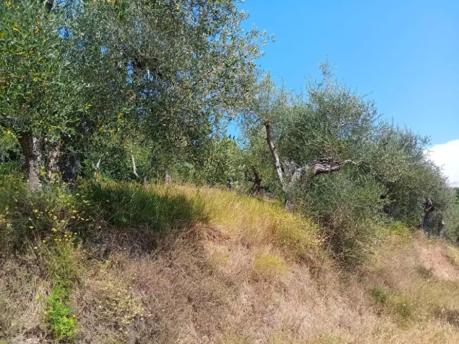 Immagine 5 di Terreno agricolo in vendita  a Pontedera