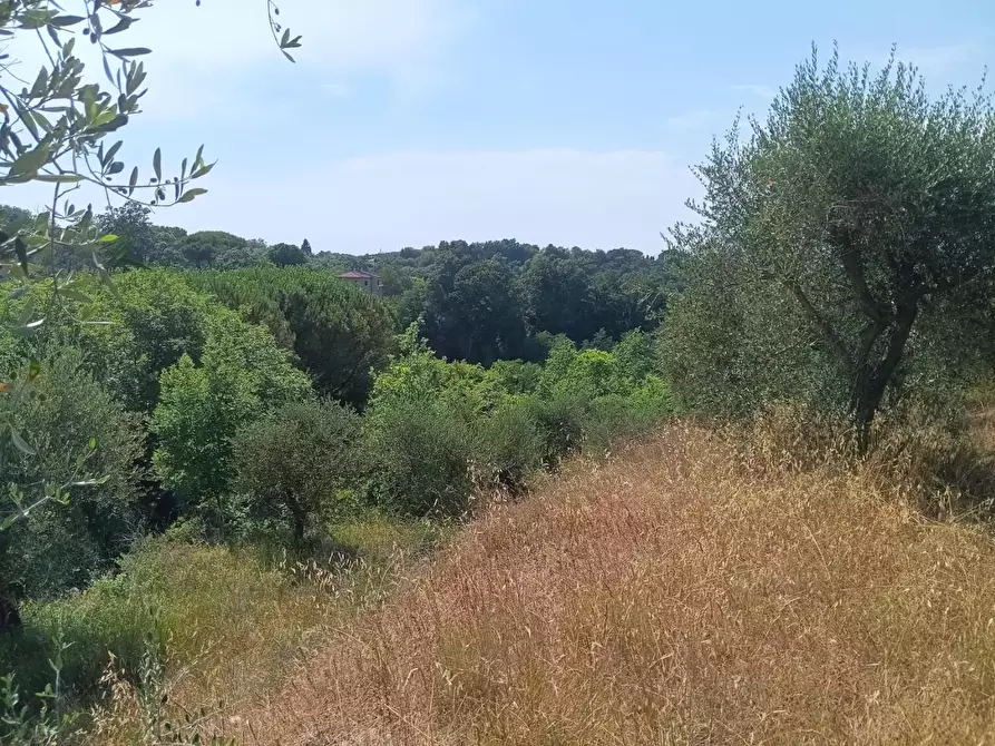Immagine 3 di Terreno agricolo in vendita  a Pontedera