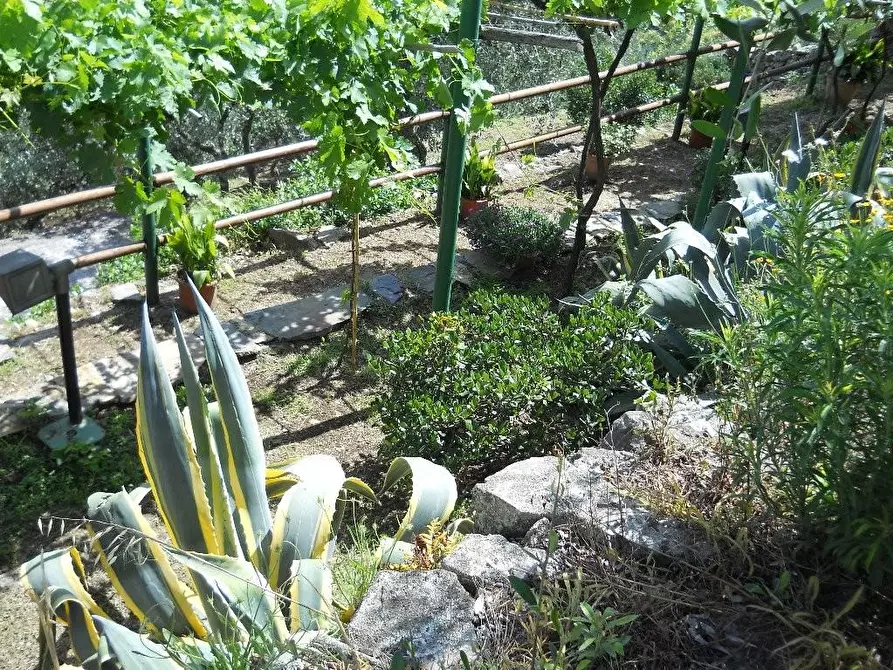 Immagine 6 di Rustico / casale in vendita  a Calci