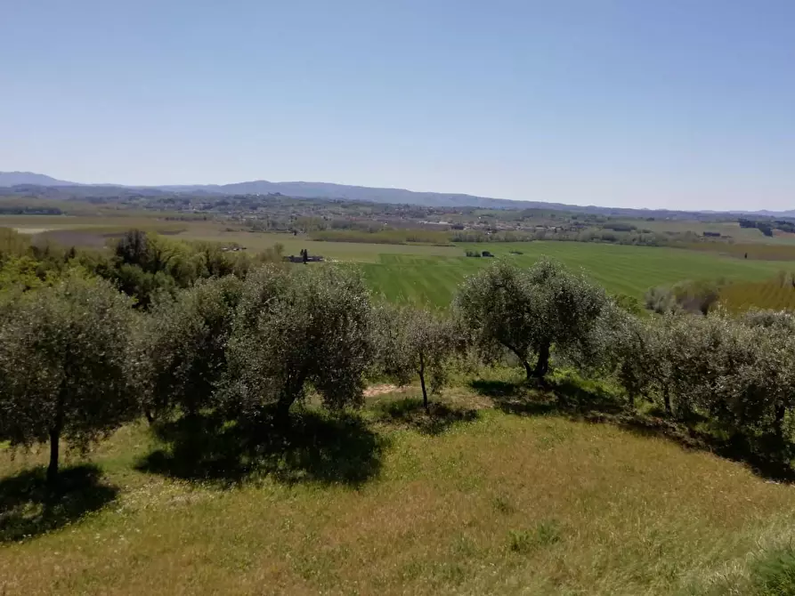 Immagine 13 di Rustico / casale in vendita  a Palaia