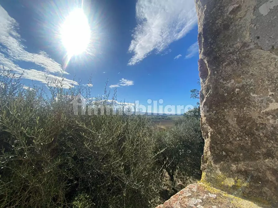 Immagine 33 di Rustico / casale in vendita  a Palaia