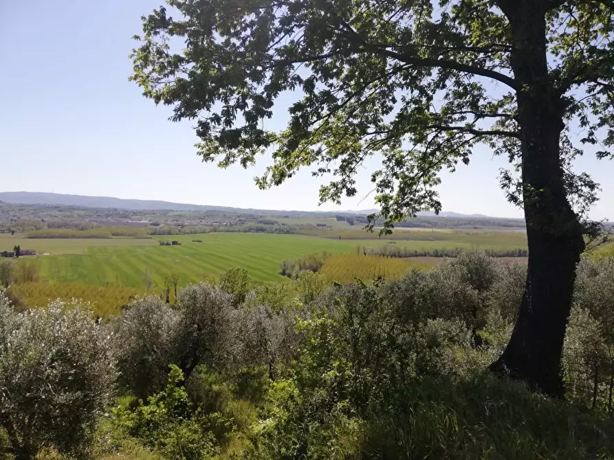 Immagine 12 di Rustico / casale in vendita  a Palaia
