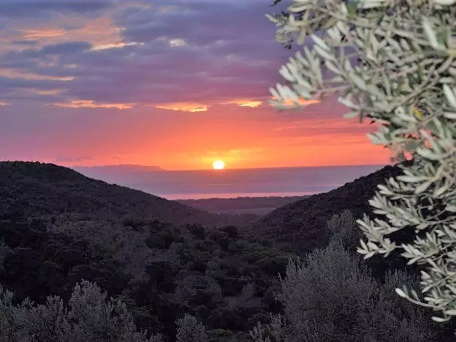 Immagine 8 di Terreno industriale in vendita  a Campiglia Marittima