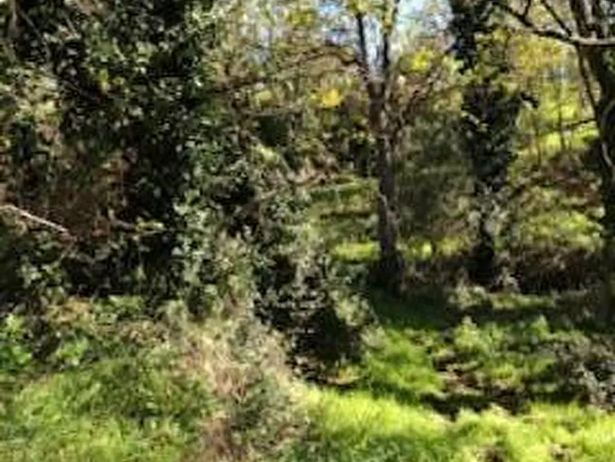 Immagine 7 di Casa colonica in vendita  a Capraia E Limite