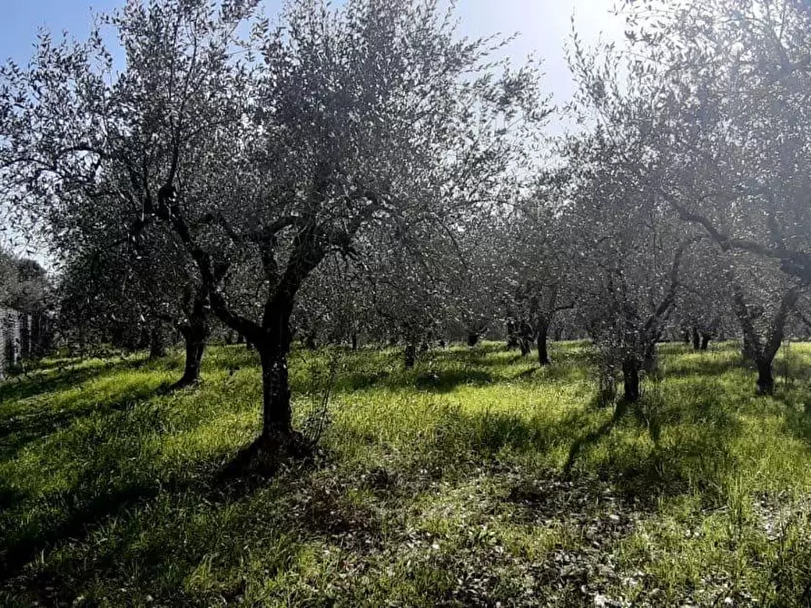 Immagine 5 di Terreno agricolo in vendita  a Colle Di Val D'elsa