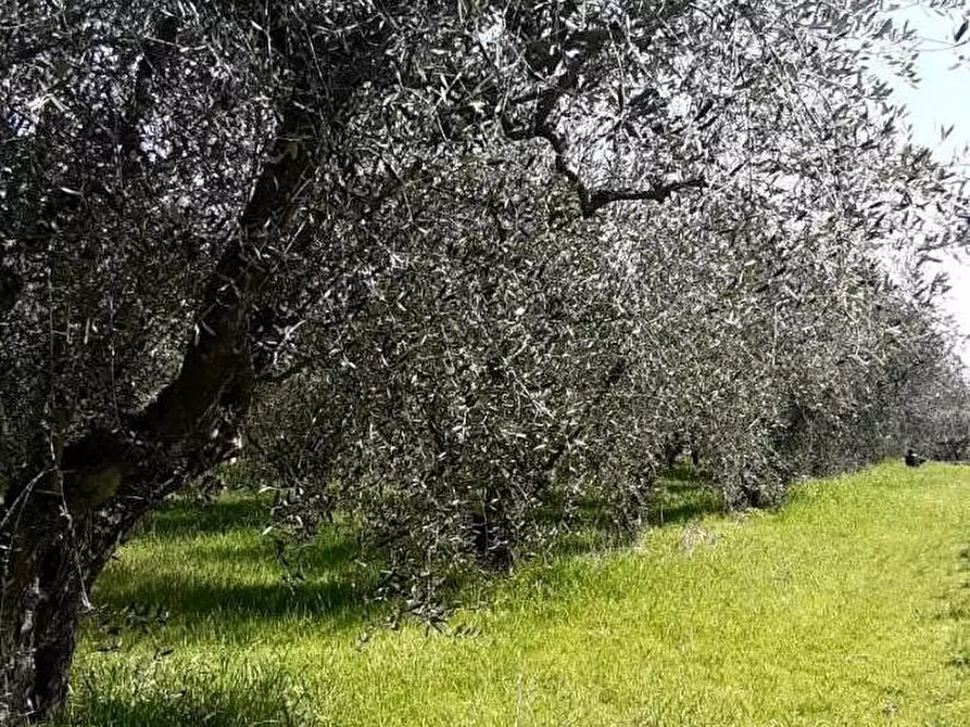 Immagine 2 di Terreno agricolo in vendita  a Colle Di Val D'elsa