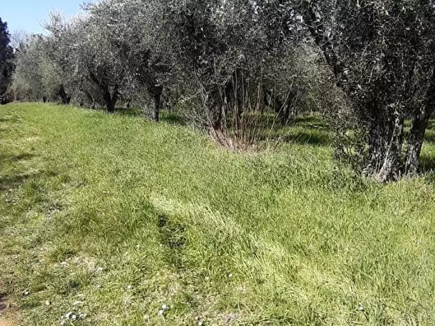 Immagine 3 di Terreno agricolo in vendita  a Colle Di Val D'elsa