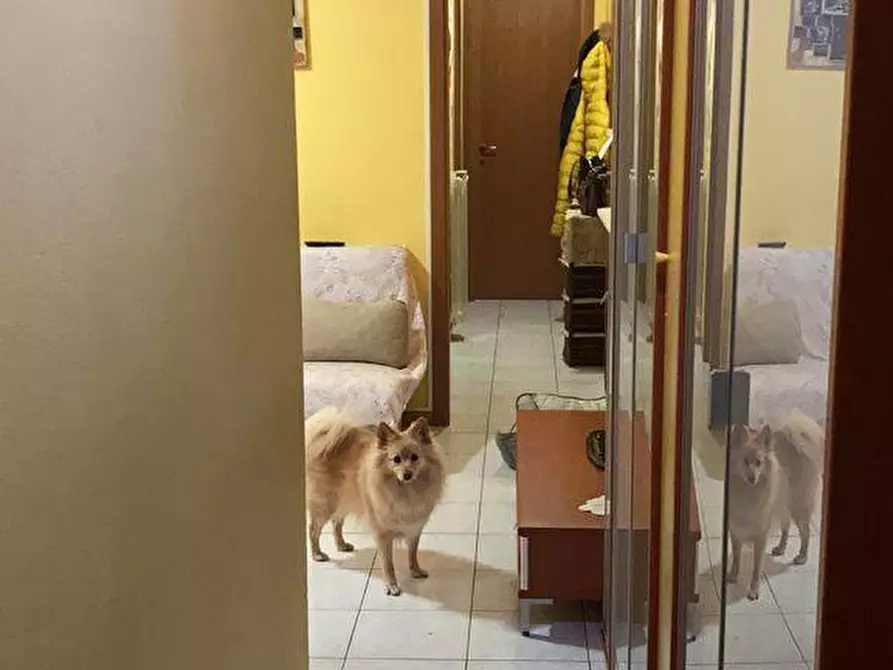 Immagine 8 di Appartamento in vendita  a Santa Maria A Monte