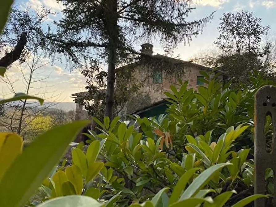 Immagine 5 di Casa colonica in vendita  a Siena
