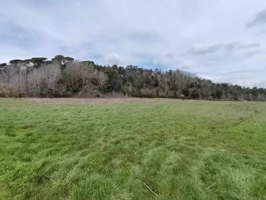 Immagine 7 di Terreno agricolo in vendita  a Palaia