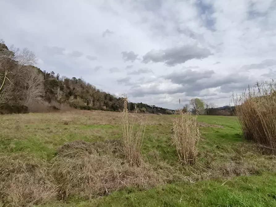 Immagine 5 di Terreno agricolo in vendita  a Palaia