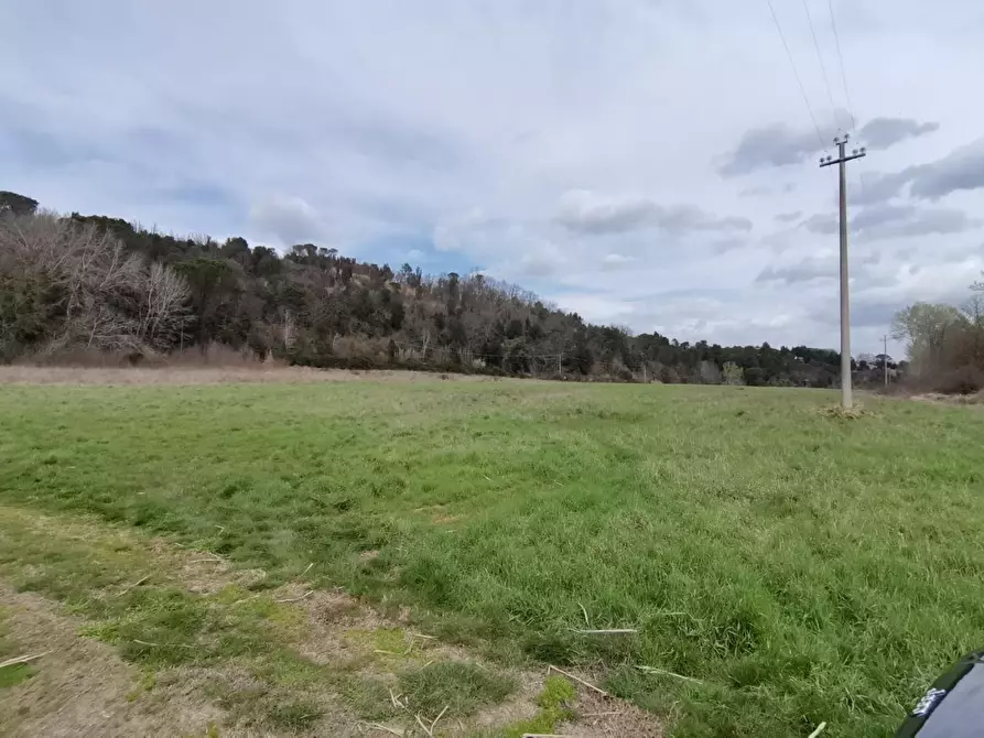 Immagine 9 di Terreno agricolo in vendita  a Palaia