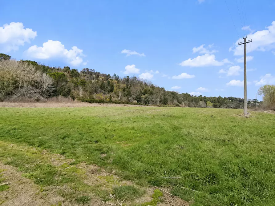Immagine 1 di Terreno agricolo in vendita  a Palaia