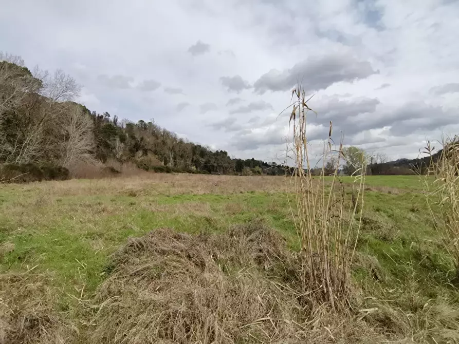 Immagine 6 di Terreno agricolo in vendita  a Palaia