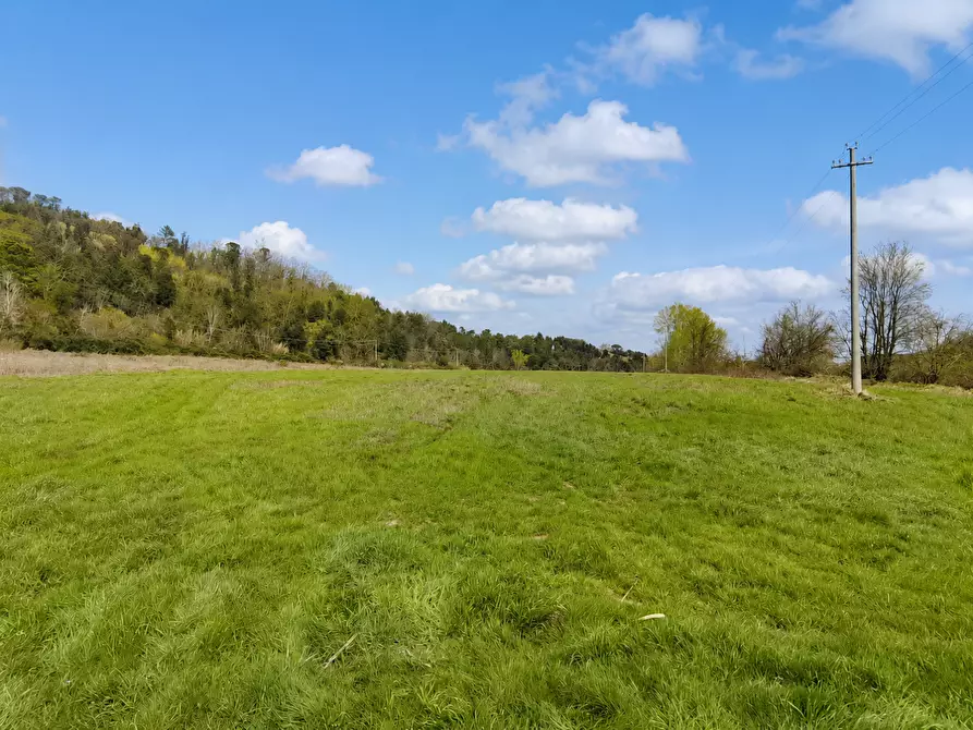 Immagine 8 di Terreno agricolo in vendita  a Palaia