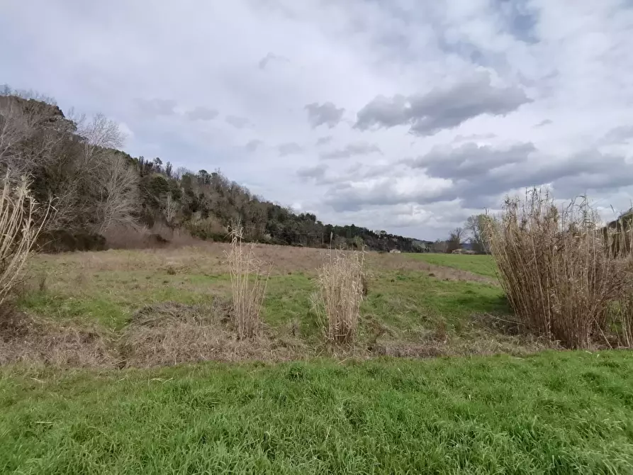 Immagine 4 di Terreno agricolo in vendita  a Palaia
