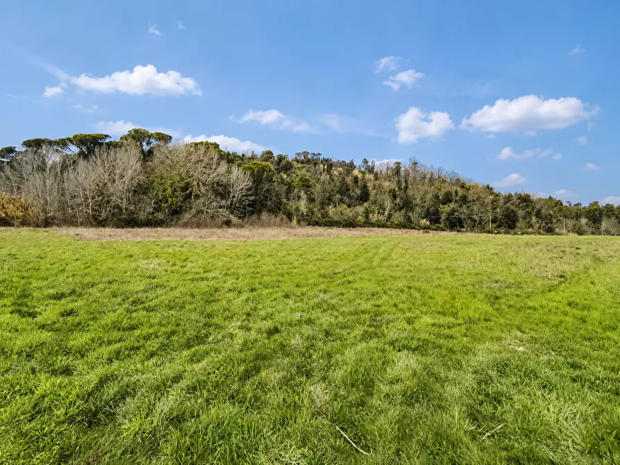 Immagine 5 di Terreno agricolo in vendita  a Palaia