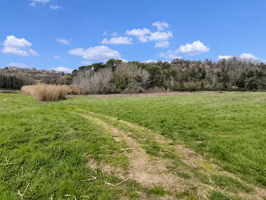 Immagine 4 di Terreno agricolo in vendita  a Palaia