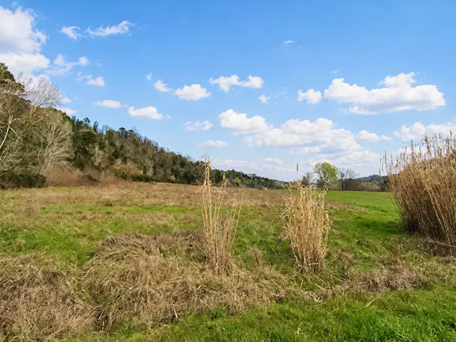 Immagine 3 di Terreno agricolo in vendita  a Palaia