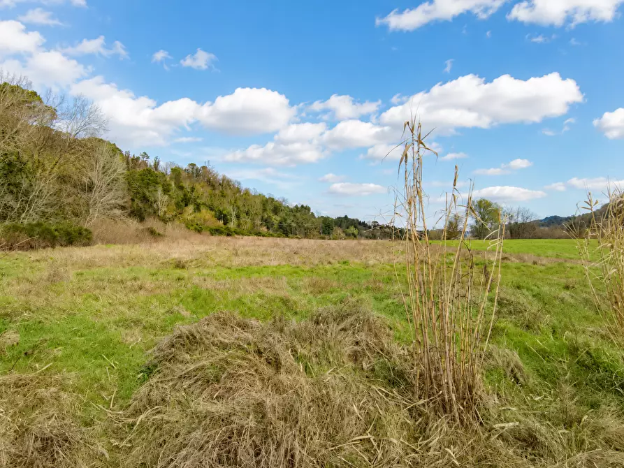 Immagine 6 di Terreno agricolo in vendita  a Palaia