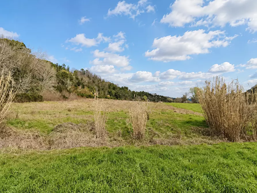 Immagine 7 di Terreno agricolo in vendita  a Palaia