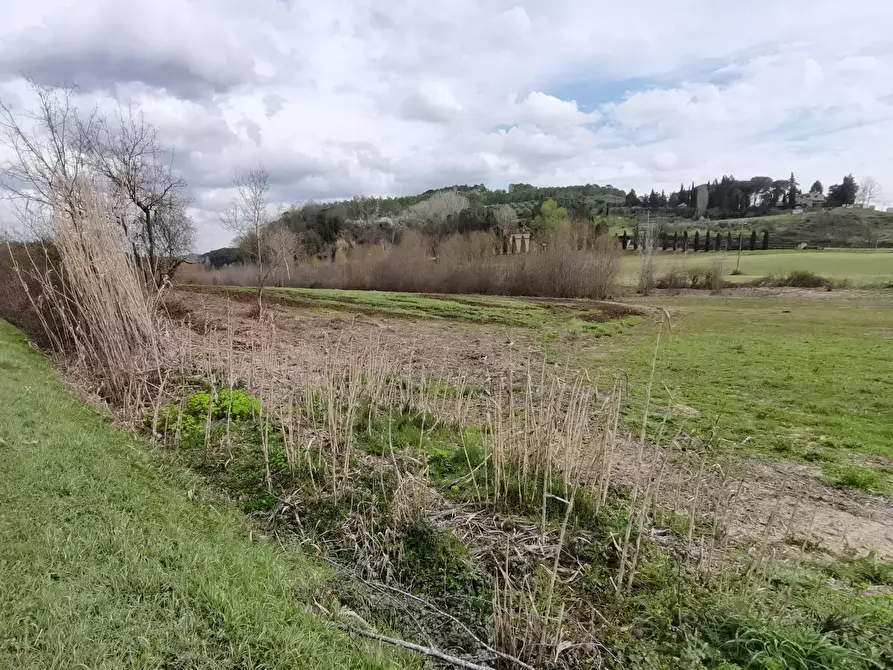 Immagine 3 di Terreno agricolo in vendita  a Palaia