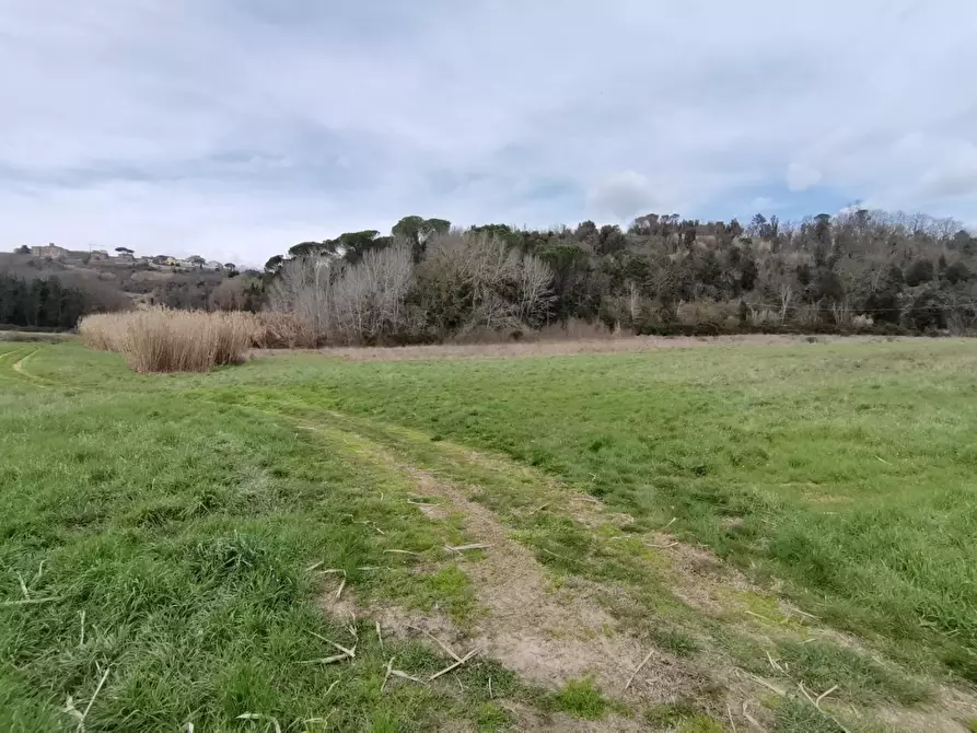 Immagine 8 di Terreno agricolo in vendita  a Palaia