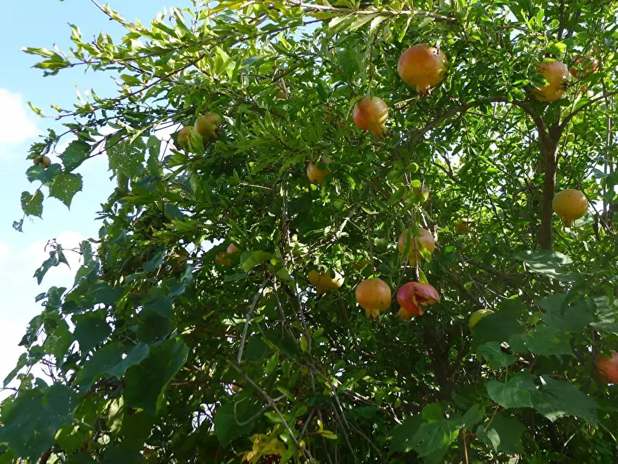 Immagine 40 di Casa colonica in vendita  a Scansano