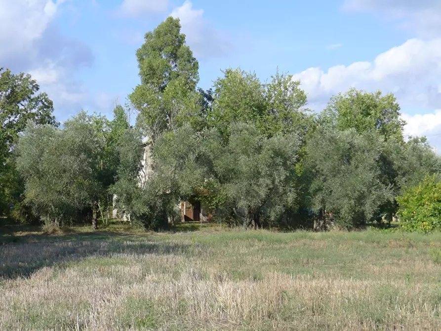 Immagine 43 di Casa colonica in vendita  a Scansano