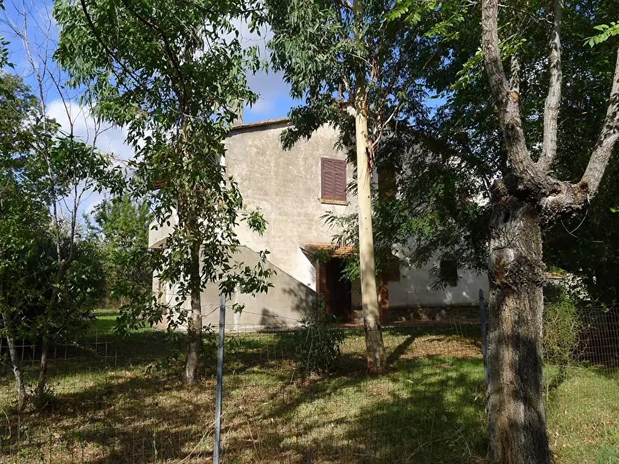 Immagine 7 di Casa colonica in vendita  a Scansano