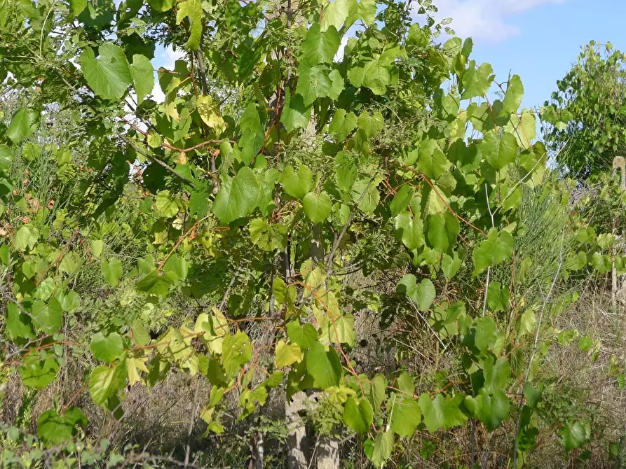 Immagine 44 di Casa colonica in vendita  a Scansano
