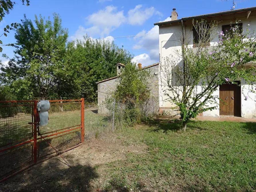 Immagine 2 di Casa colonica in vendita  a Scansano