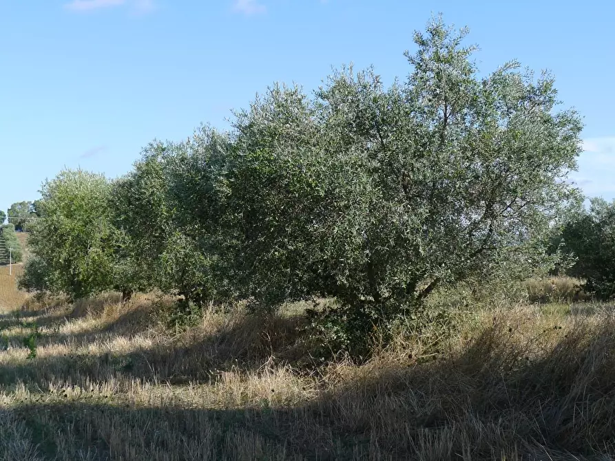 Immagine 48 di Casa colonica in vendita  a Scansano