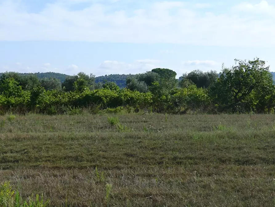 Immagine 42 di Casa colonica in vendita  a Scansano