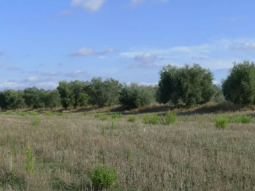 Immagine 45 di Casa colonica in vendita  a Scansano