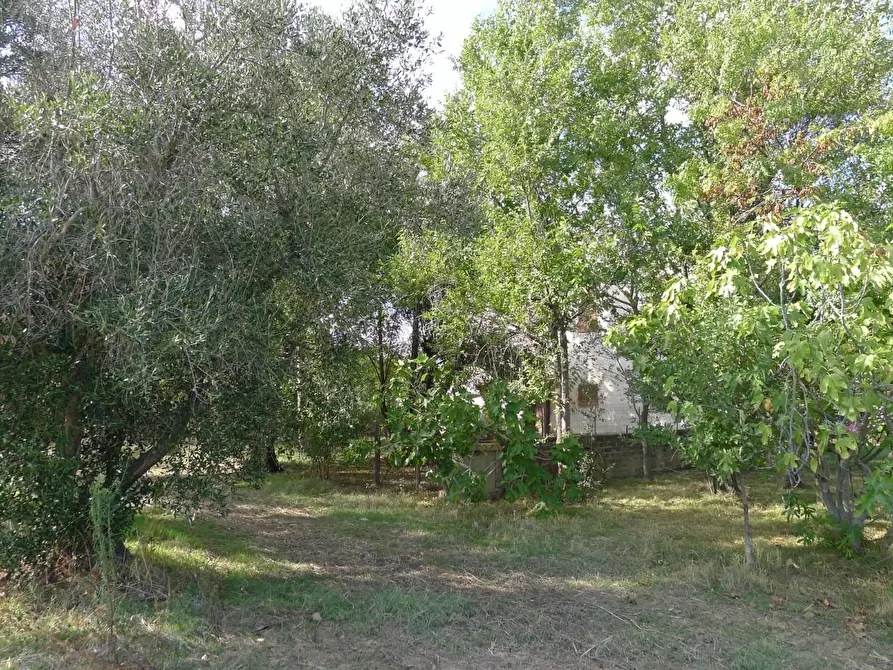 Immagine 5 di Casa colonica in vendita  a Scansano