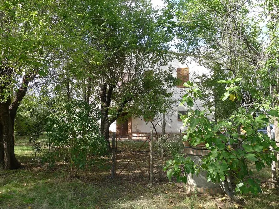 Immagine 6 di Casa colonica in vendita  a Scansano