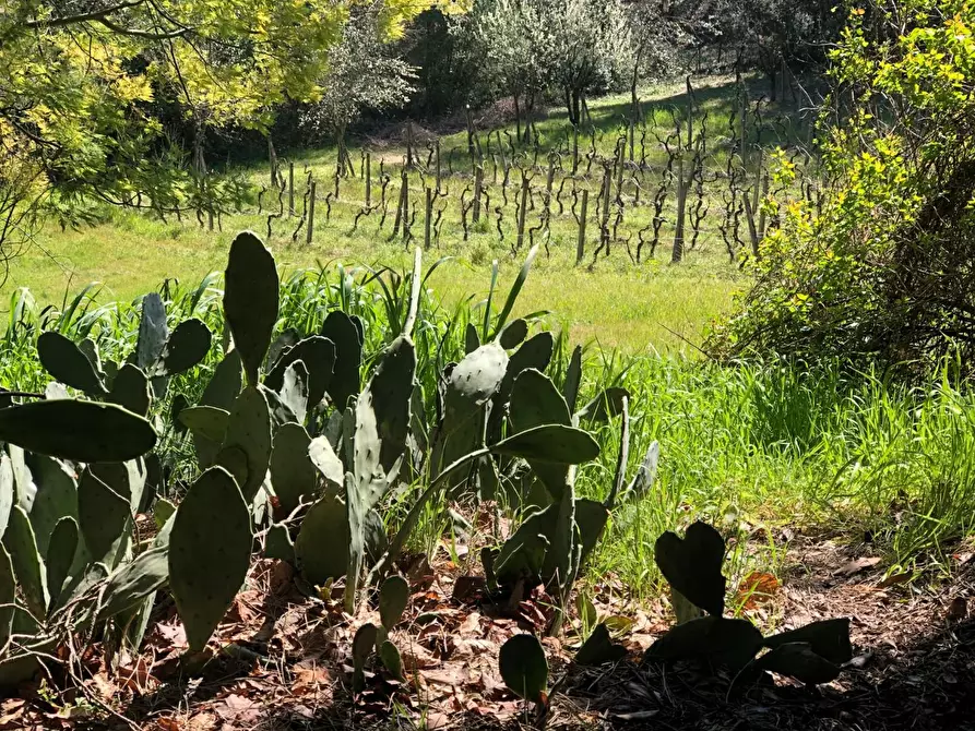 Immagine 11 di Rustico / casale in vendita  a Empoli