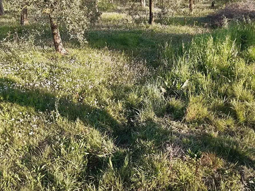 Immagine 1 di Terreno agricolo in vendita  a Santa Maria A Monte