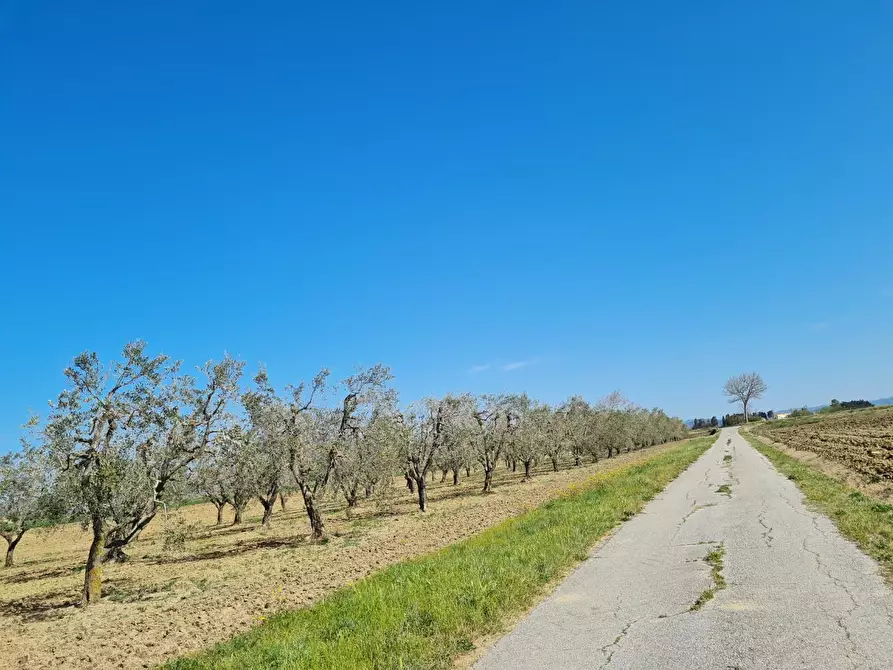 Immagine 9 di Appartamento in vendita  a Piombino