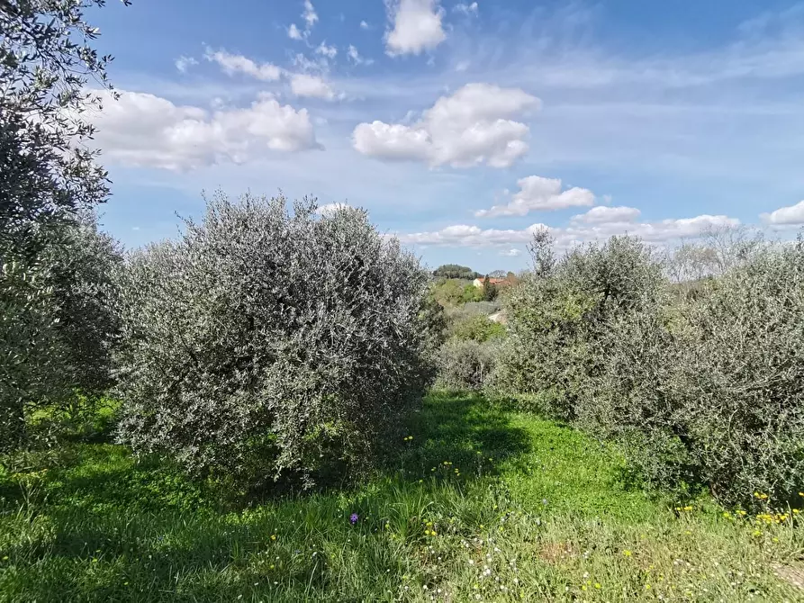 Immagine 35 di Villa in vendita  a Pontedera