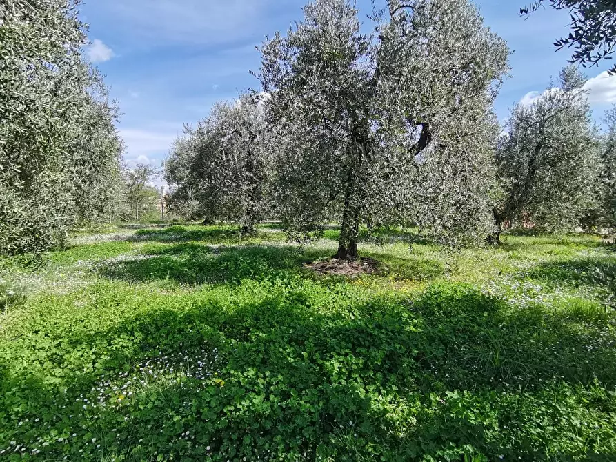 Immagine 34 di Villa in vendita  a Pontedera