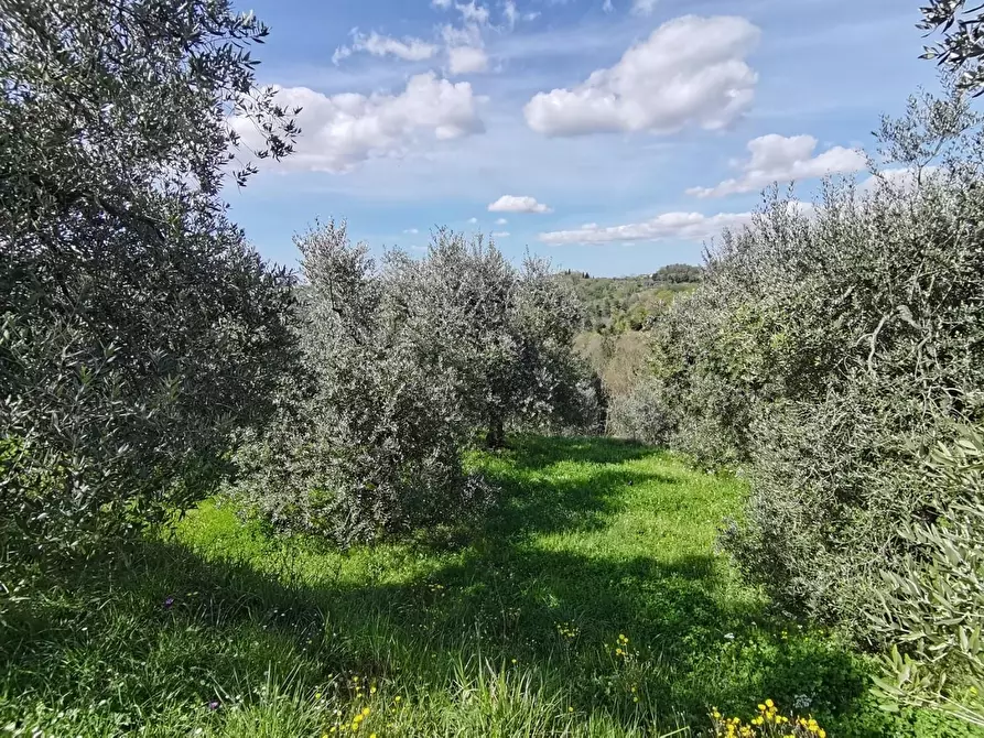 Immagine 29 di Agriturismo in vendita  a Pontedera