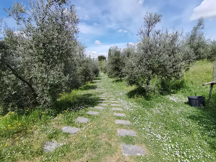 Immagine 24 di Agriturismo in vendita  a Pontedera