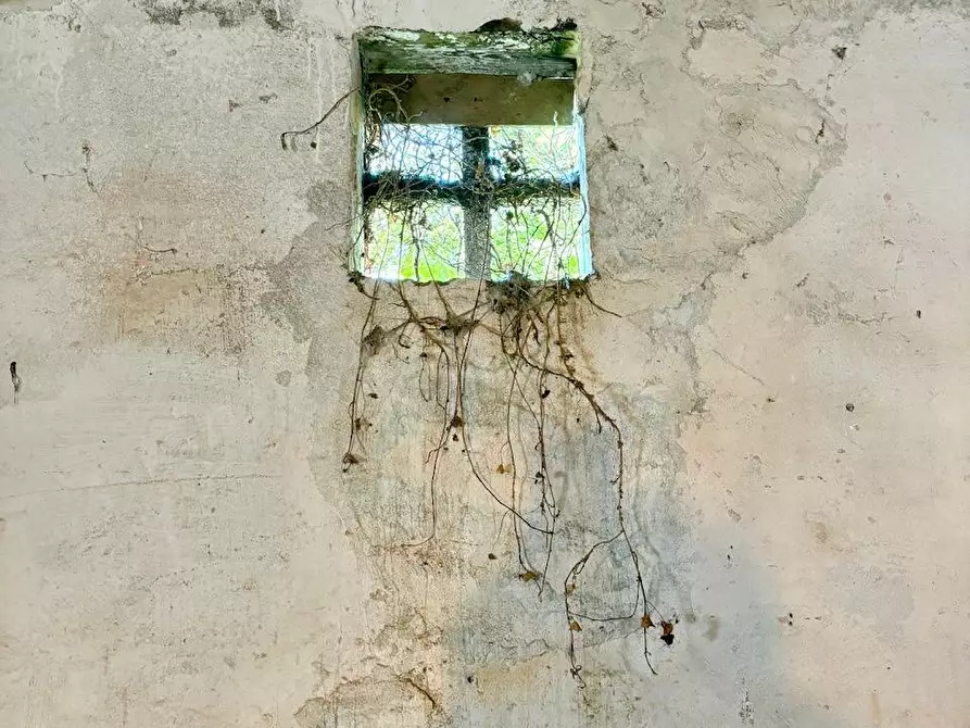 Immagine 28 di Rustico / casale in vendita  a Palaia