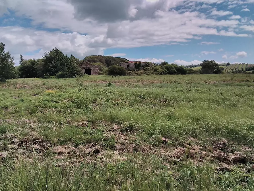 Immagine 1 di Azienda agricola in vendita  a Scansano