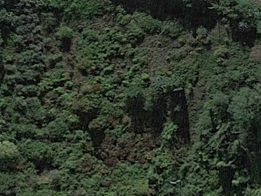 Immagine 1 di Terreno agricolo in vendita  a San Miniato